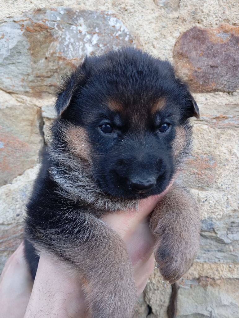 CHIOT - Berger Allemand