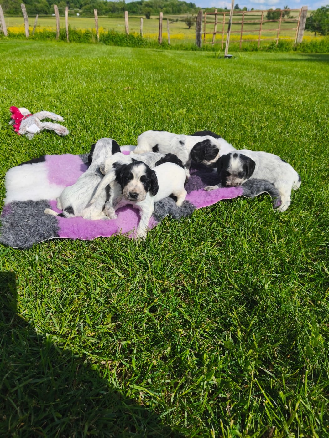 Cocker Spaniel Anglais - de la Légende d'Asgot 