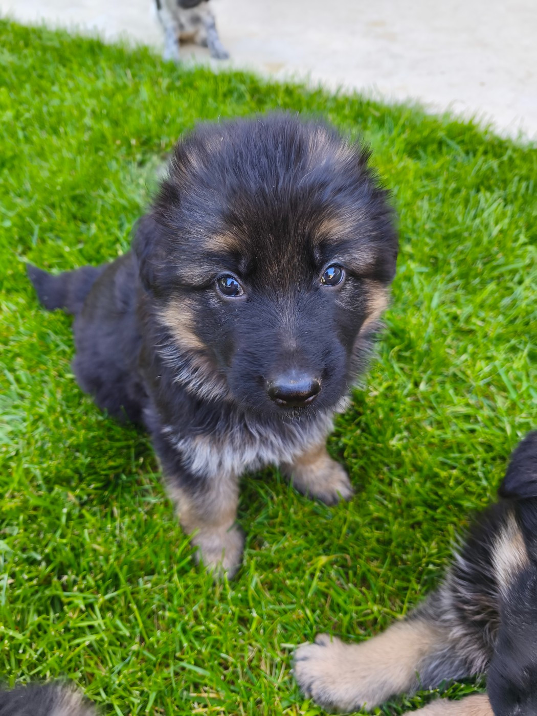 CHIOT 6