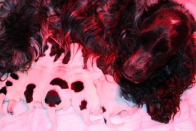 Cocker Spaniel Anglais