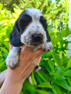 Les chiots de Cocker Spaniel Anglais