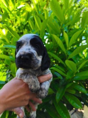 Les chiots de Cocker Spaniel Anglais