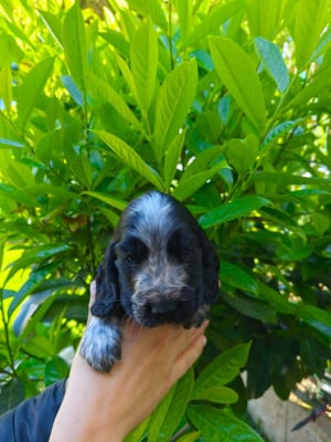 Les chiots de Cocker Spaniel Anglais