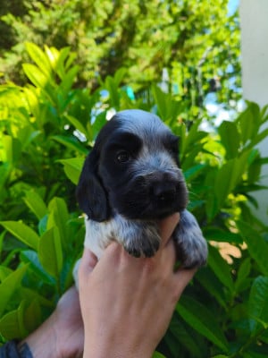 Les chiots de Cocker Spaniel Anglais