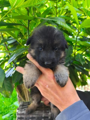 Les chiots de Berger Allemand
