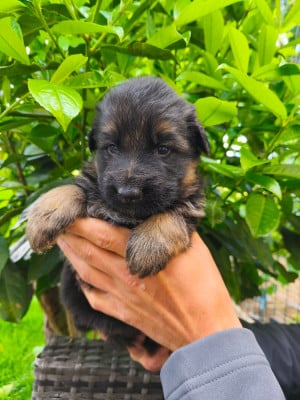 Les chiots de Berger Allemand