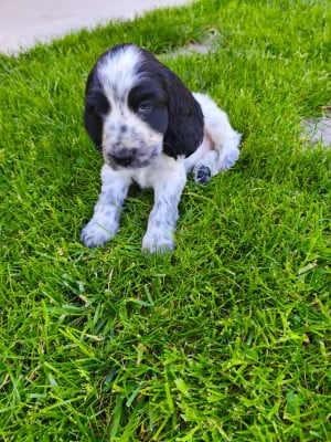 Les chiots de Cocker Spaniel Anglais