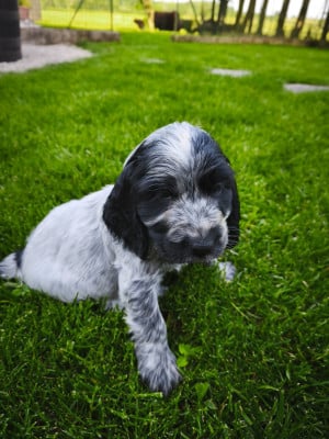 Les chiots de Cocker Spaniel Anglais