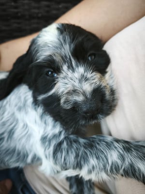 Les chiots de Cocker Spaniel Anglais