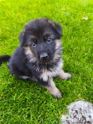 Les chiots de Berger Allemand