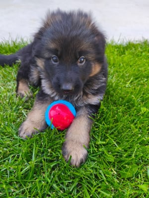 Les chiots de Berger Allemand