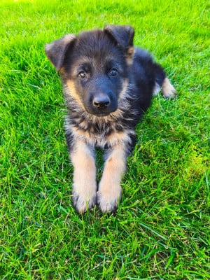 Les chiots de Berger Allemand
