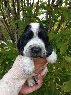 Les chiots de Cocker Spaniel Anglais