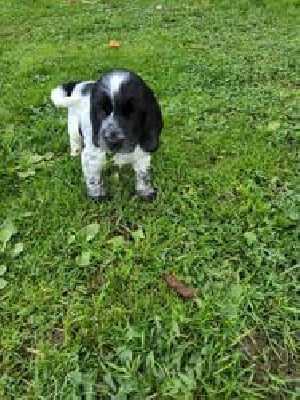 Les chiots de Cocker Spaniel Anglais