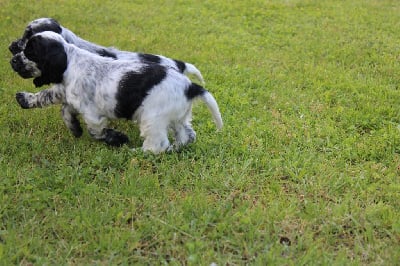 Les chiots de Cocker Spaniel Anglais