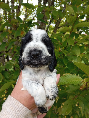 Les chiots de Cocker Spaniel Anglais