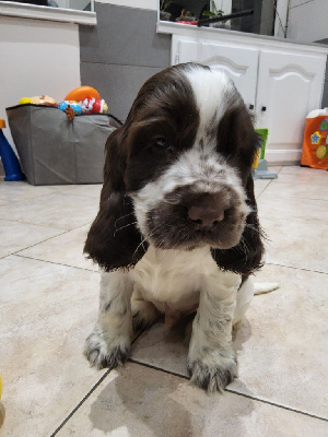 Les chiots de Cocker Spaniel Anglais