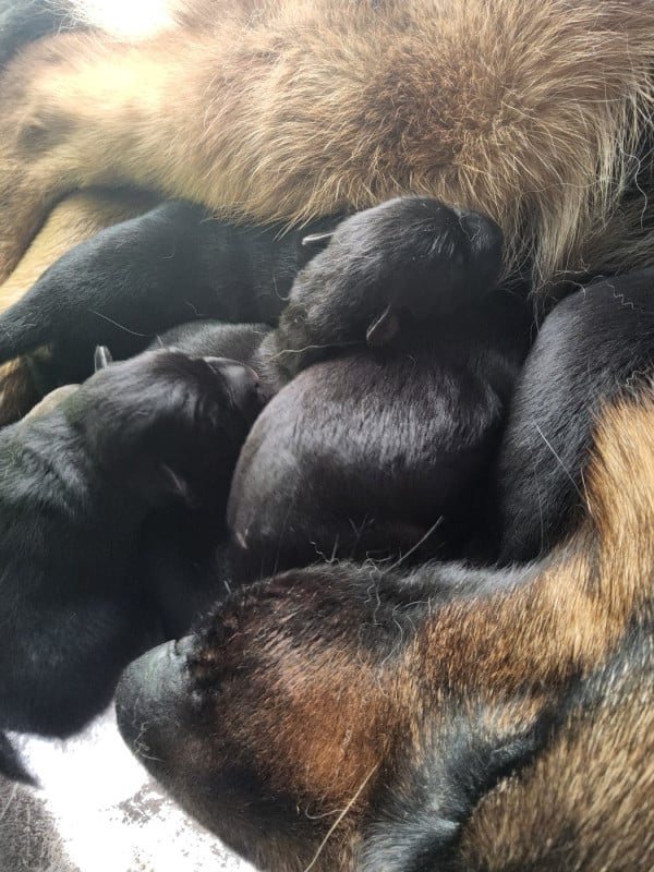 Berger Allemand - de la Légende d'Asgot 