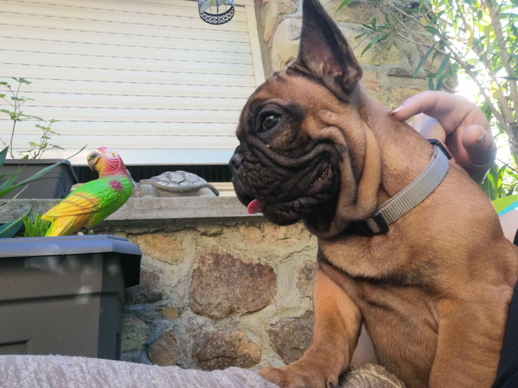 Publication : Des éclats De Cassiopée