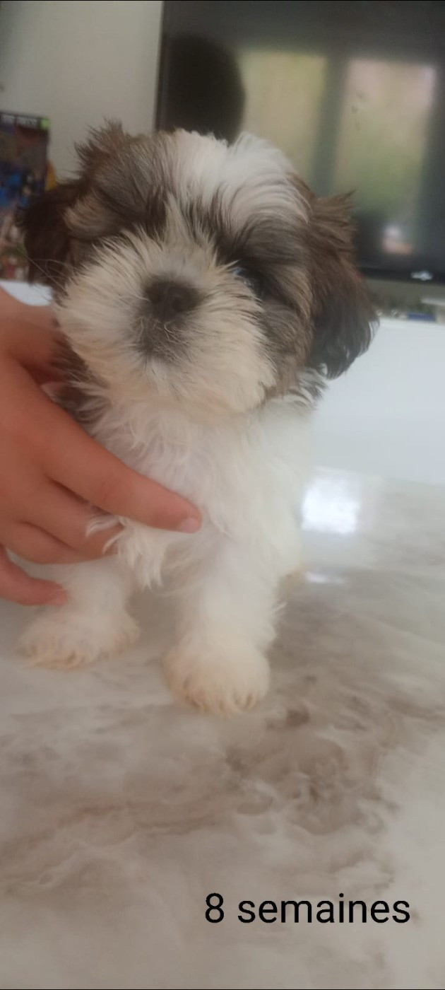 CHIOT 1