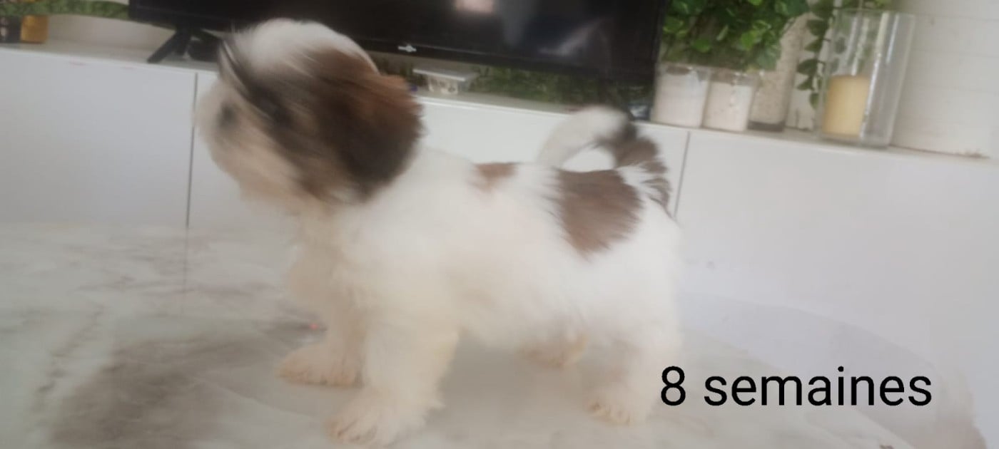 CHIOT 1