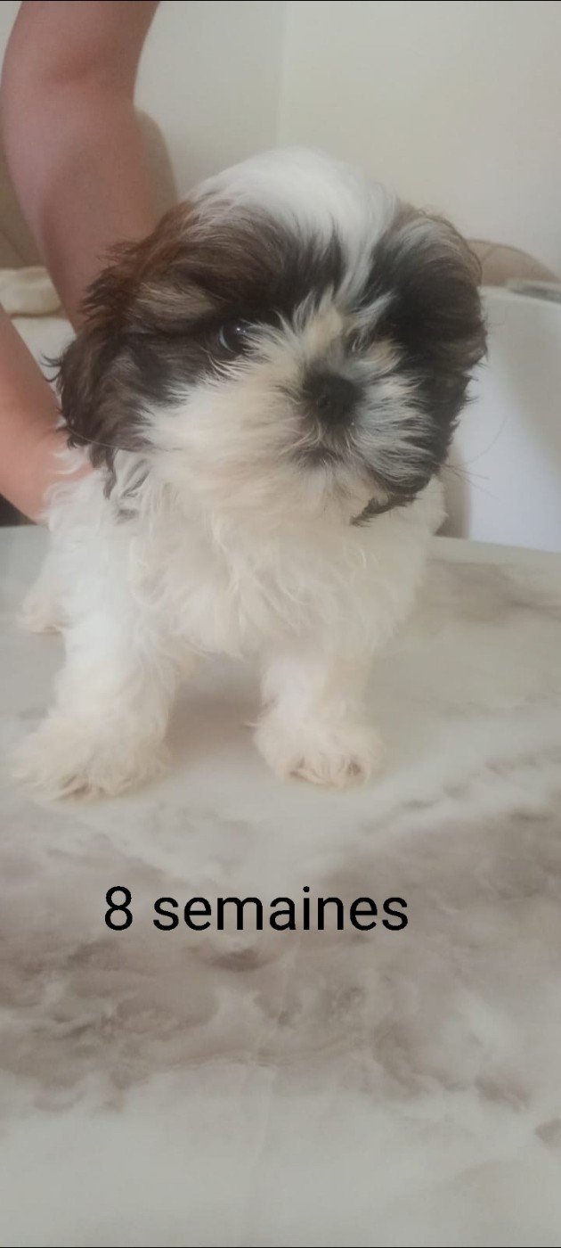 CHIOT 2