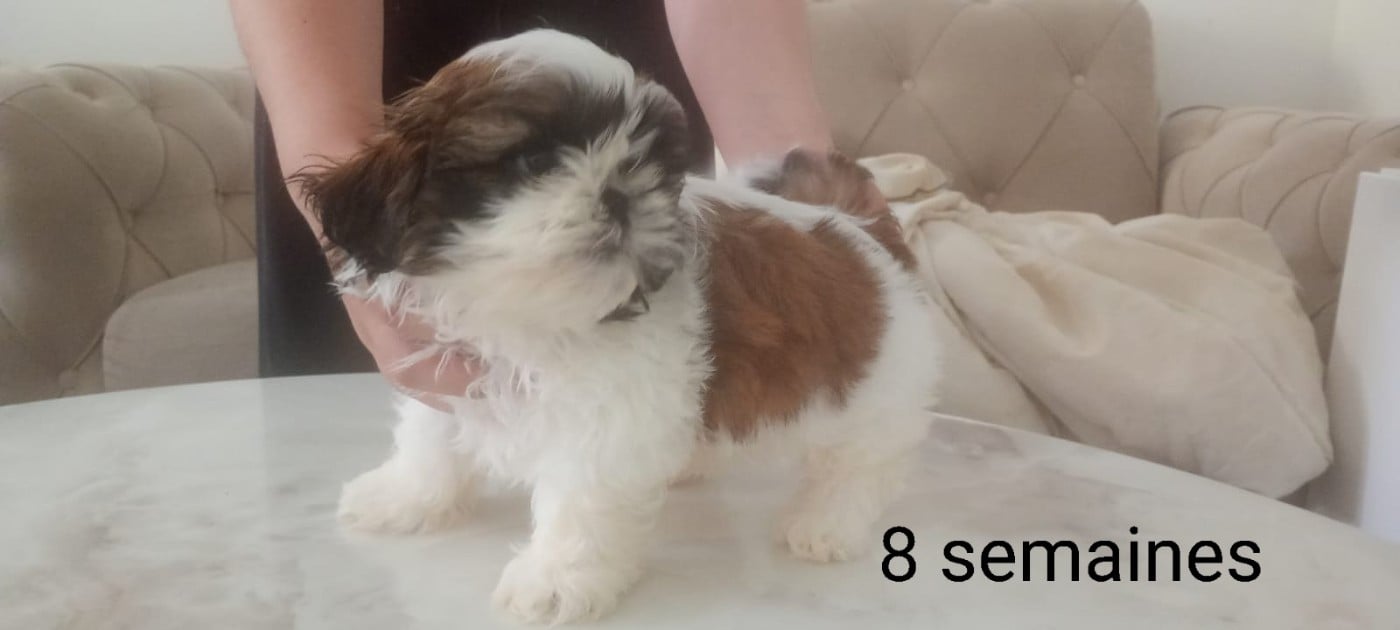 CHIOT 2