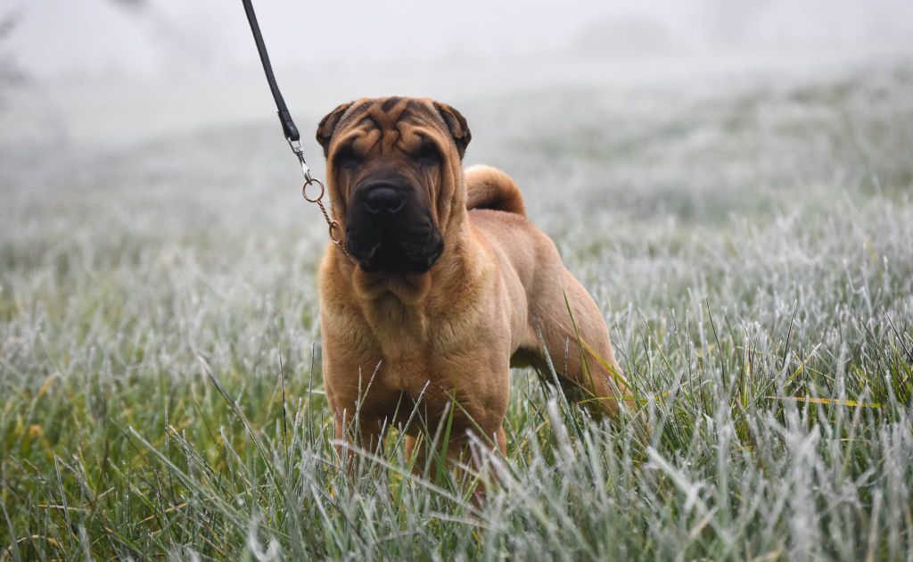 Atchoum Infinity Love Pei