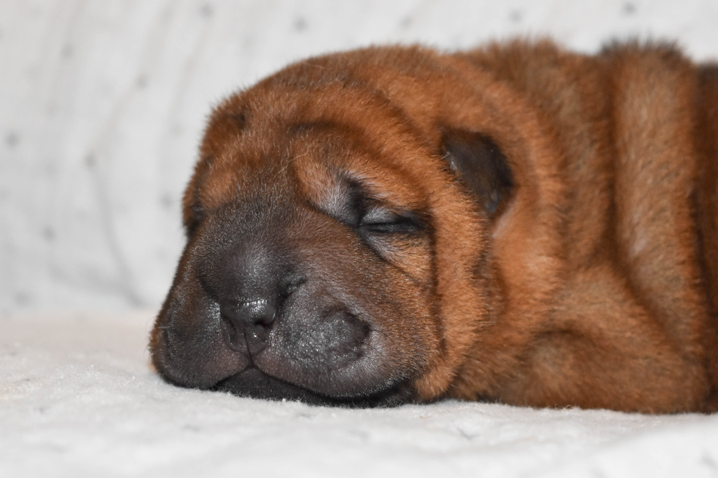 Shar Pei - Infinity Love Pei