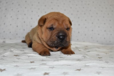 Les chiots de Shar Pei