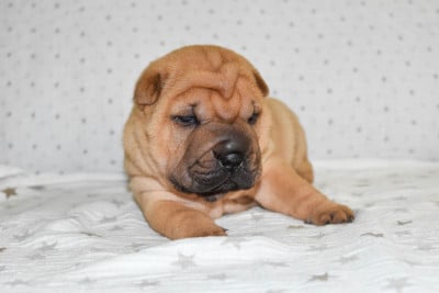 Les chiots de Shar Pei