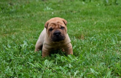 Les chiots de Shar Pei