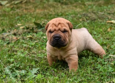 Les chiots de Shar Pei