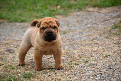 Les chiots de Shar Pei