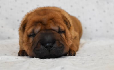 Les chiots de Shar Pei