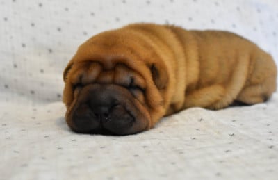Les chiots de Shar Pei