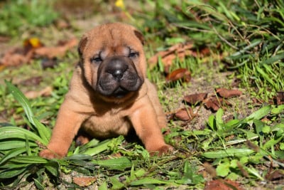 Femelle rose - Shar Pei