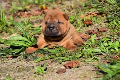 Femelle bleu - Shar Pei