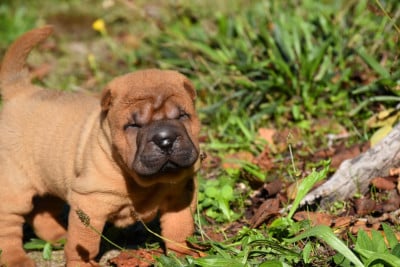 Femelle rouge - Shar Pei