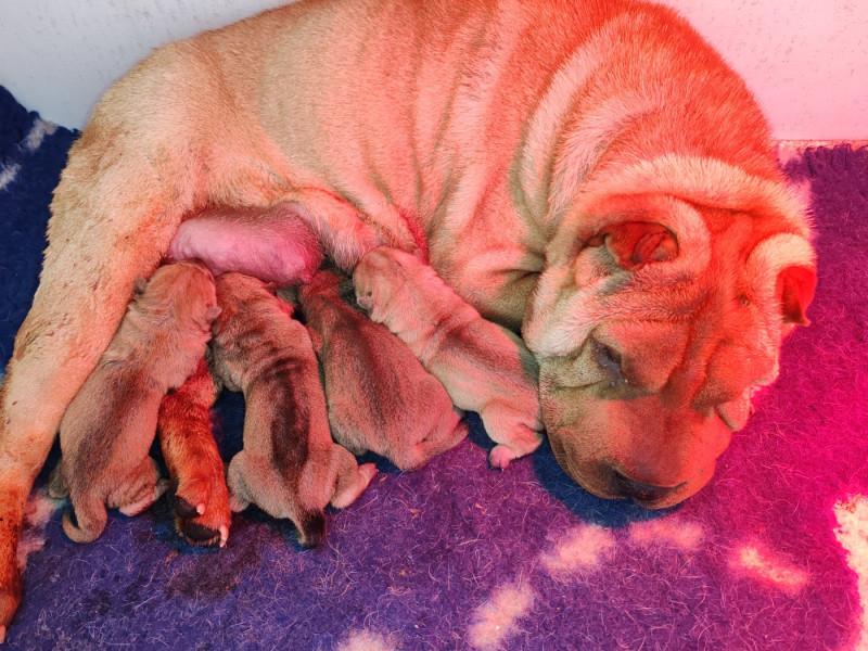 Shar Pei - Infinity Love Pei