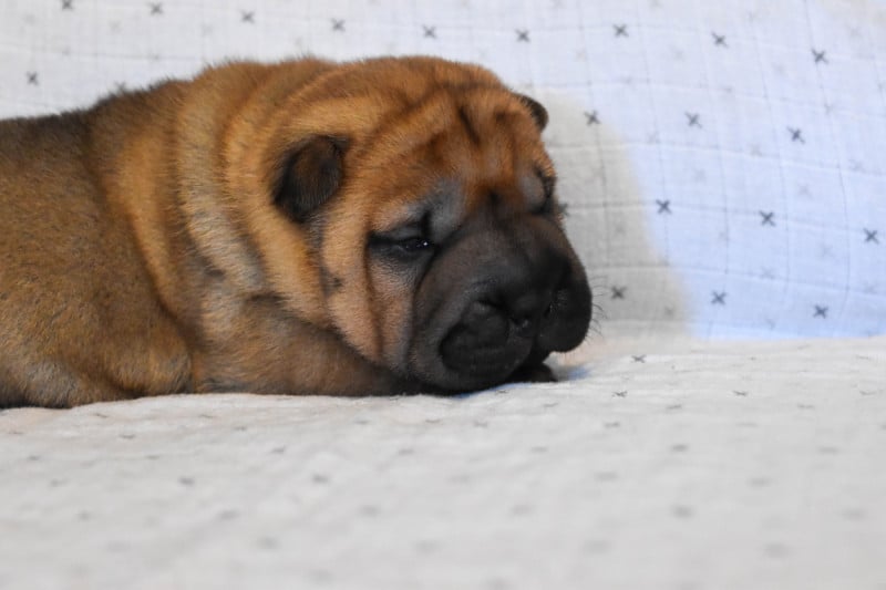 Shar Pei - Infinity Love Pei