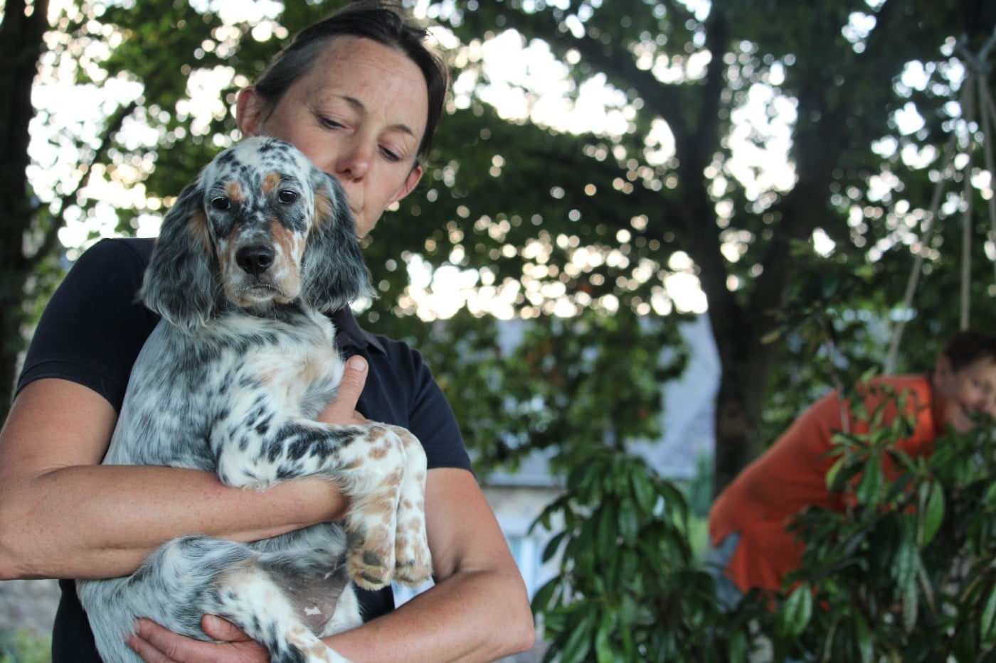 BOREE DES ECHOS DES PILARDS - Setter Anglais