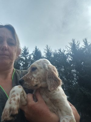 Les chiots de Setter Anglais