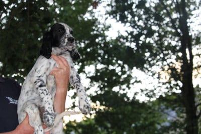 Les chiots de Setter Anglais