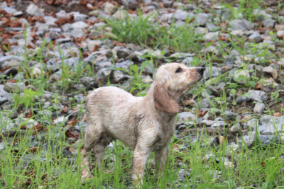 Les chiots de Setter Anglais