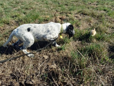 Les chiots de Setter Anglais