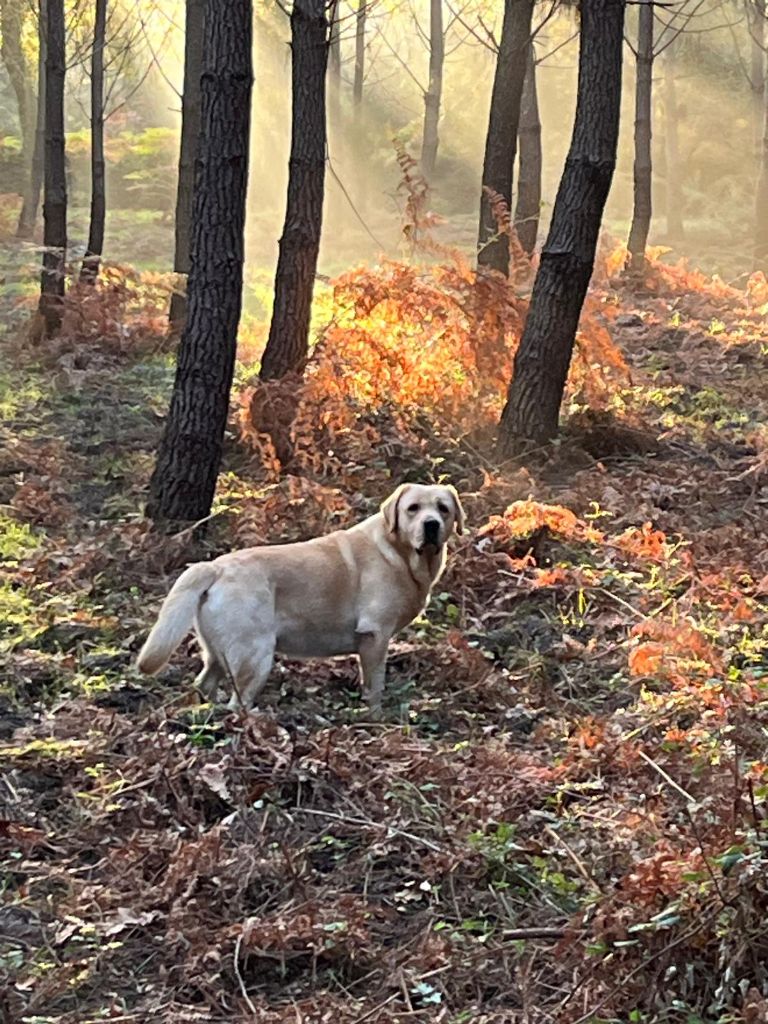 Royal kingdom Du Domaine De Miya