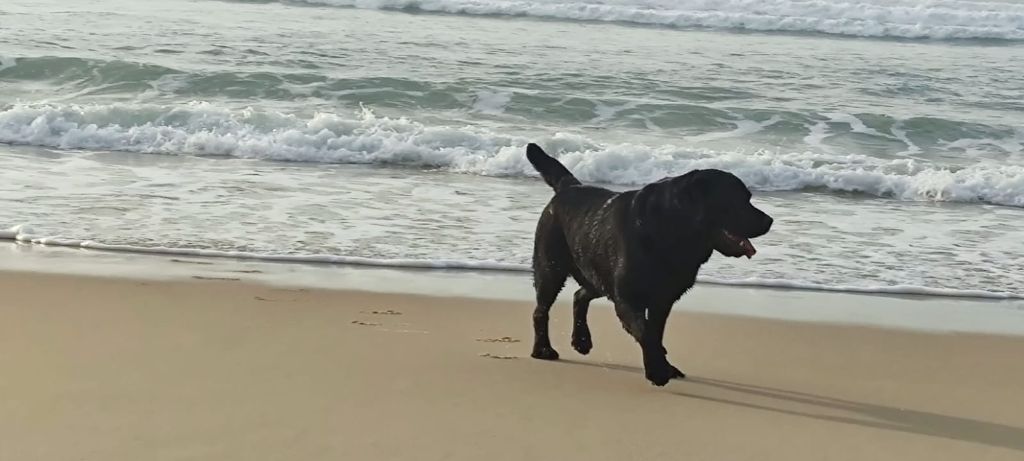 Nadau black De Silver Swann