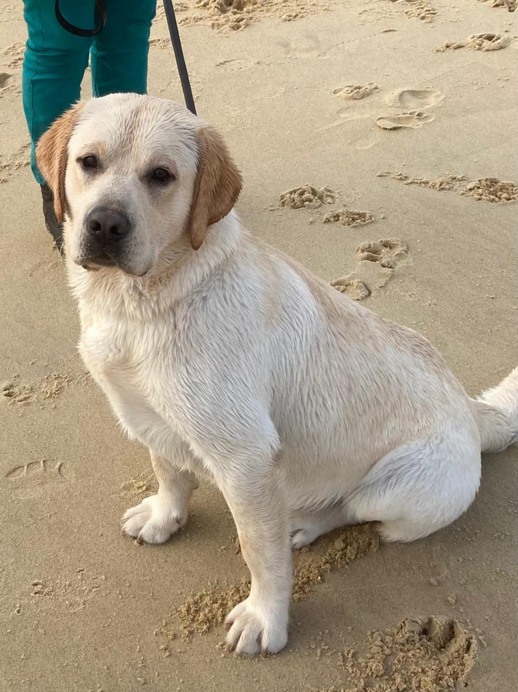 Chiot N°3 - Labrador Retriever