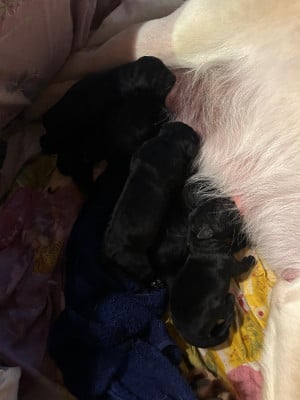 Les chiots de Labrador Retriever